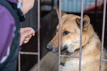 Girl volunteer in the nursery for dogs. Shelter for stray dogs.