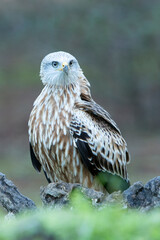 Red kite with the last lights of day in a pine and oak forest