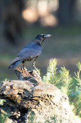 Carrion crow in a pine and oak forest with the last lights on a sunny winter day