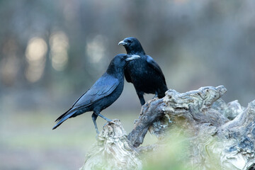 Carrion crow in a pine and oak forest with the last lights on a sunny winter day
