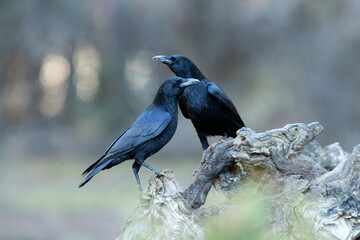 Carrion crow in a pine and oak forest with the last lights on a sunny winter day