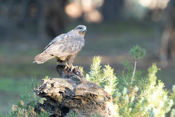 Naklejka na ściany i meble Common buzzard adult in a pine and oak forest with the last evening lights