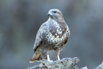 Common buzzard adult in a pine and oak forest with the last evening lights