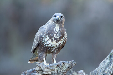 Common buzzard adult in a pine and oak forest with the last evening lights