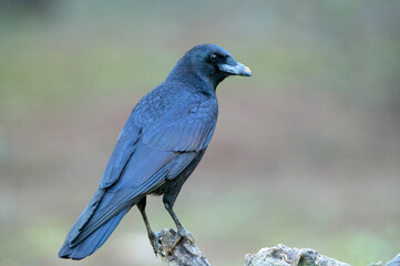 Carrion crow in a pine and oak forest with the last lights on a sunny winter day