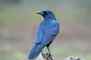 Obraz premium Carrion crow in a pine and oak forest with the last lights on a sunny winter day
