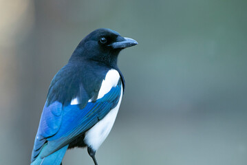 Common magpie in a pine and oak forest with the last lights on a sunny winter day