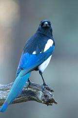 Common magpie in a pine and oak forest with the last lights on a sunny winter day