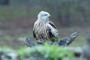 Red kite adult in a pine and oak forest with the last lights of the afternoon