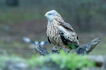 Red kite adult in a pine and oak forest with the last lights of the afternoon