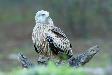 Red kite with the last lights of day in a pine and oak forest