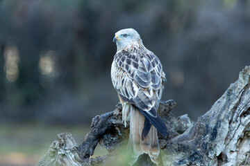 Red kite adult in a pine and oak forest with the last lights of the afternoon