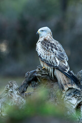 Red kite with the last lights of day in a pine and oak forest