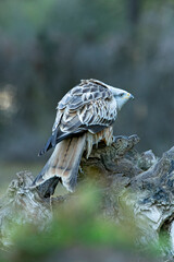 Red kite adult in a pine and oak forest with the last lights of the afternoon