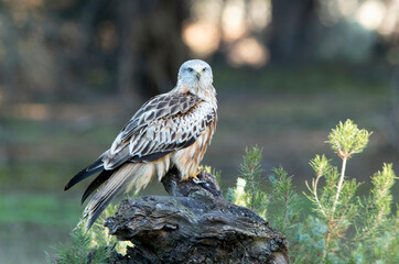 Red kite with the last lights of day in a pine and oak forest