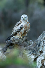 Red kite adult in a pine and oak forest with the last lights of the afternoon