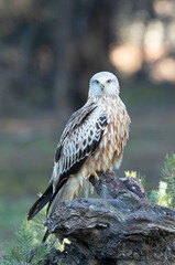Red kite adult in a pine and oak forest with the last lights of the afternoon