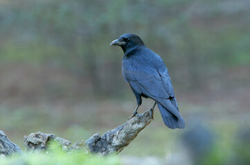 Carrion crow in a pine and oak forest with the last lights on a sunny winter day