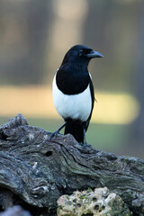 Common magpie in a pine and oak forest with the last lights on a sunny winter day
