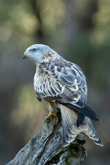 Red kite adult in a pine and oak forest with the last lights of the afternoon