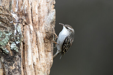 Short-toed treecreeper on an oak trunk with the last lights of day