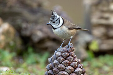 Crested tit on a pineapple with the last light of the day in a pine and oak forest