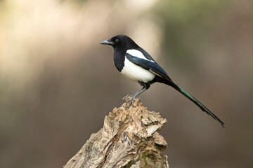 Common magpie in a pine and oak forest with the last lights on a sunny winter day