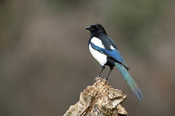 Common magpie in a pine and oak forest with the last lights on a sunny winter day