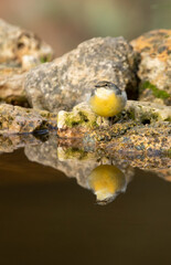 Gray wagtail in a natural water point with the last lights of the day