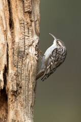 Short-toed treecreeper on an oak trunk with the last lights of day