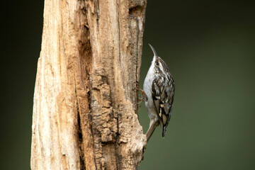 Short-toed treecreeper on an oak trunk with the last lights of day