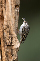 Short-toed treecreeper on an oak trunk with the last lights of day