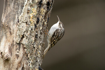 Short-toed treecreeper on an oak trunk with the last lights of day