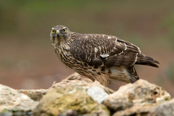 Young female Northern goshawk in an oak and pine forest with late afternoon lights
