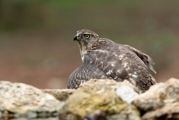 Young female Northern goshawk in an oak and pine forest with late afternoon lights