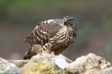 Young female Northern goshawk in an oak and pine forest with late afternoon lights