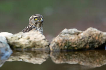 Young female Northern goshawk in an oak and pine forest with late afternoon lights