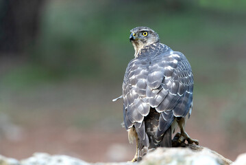 Young female Northern goshawk in an oak and pine forest with late afternoon lights