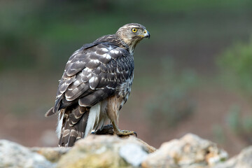 Young female Northern goshawk in an oak and pine forest with late afternoon lights