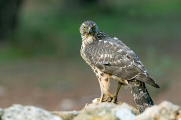 Young female Northern goshawk in an oak and pine forest with late afternoon lights