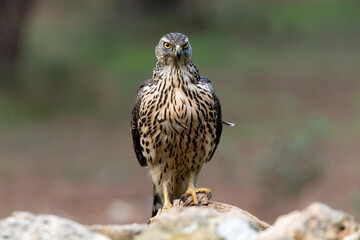 Young female Northern goshawk in an oak and pine forest with late afternoon lights