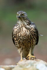 Young female Northern goshawk in an oak and pine forest with late afternoon lights
