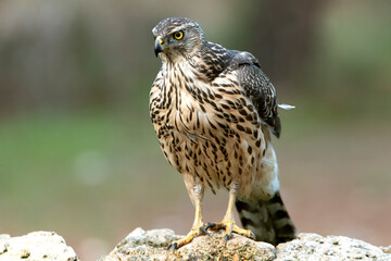 Young female Northern goshawk in an oak and pine forest with late afternoon lights