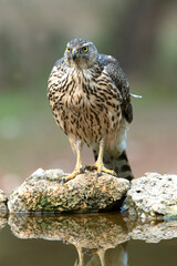 Young female Northern goshawk in an oak and pine forest with late afternoon lights