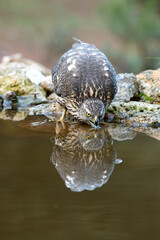 Young female Northern goshawk drinking at a natural water point in a pine and oak forest in the last light of the day