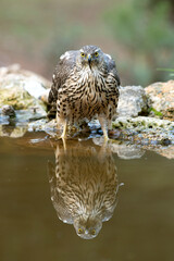 Young one year old Northern goshawk female drinking at a natural water point in a pine and oak forest in the last evening lights