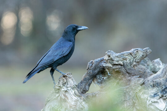 Carrion crow in a pine and oak forest with the last lights on a sunny winter day