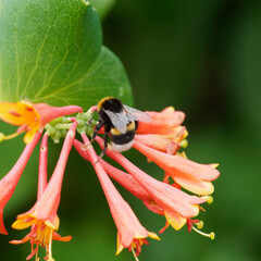 Bombus terrestris | Bourdon terrestre ou cul-blanc, insecte pollinisateur sauvage, abeille sauvage,...