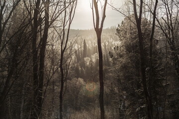 Silhouettes of snow-covered fir trees in the winter forest at dawn