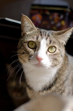 portrait of a cat, beautiful face, cat photography from the front, 